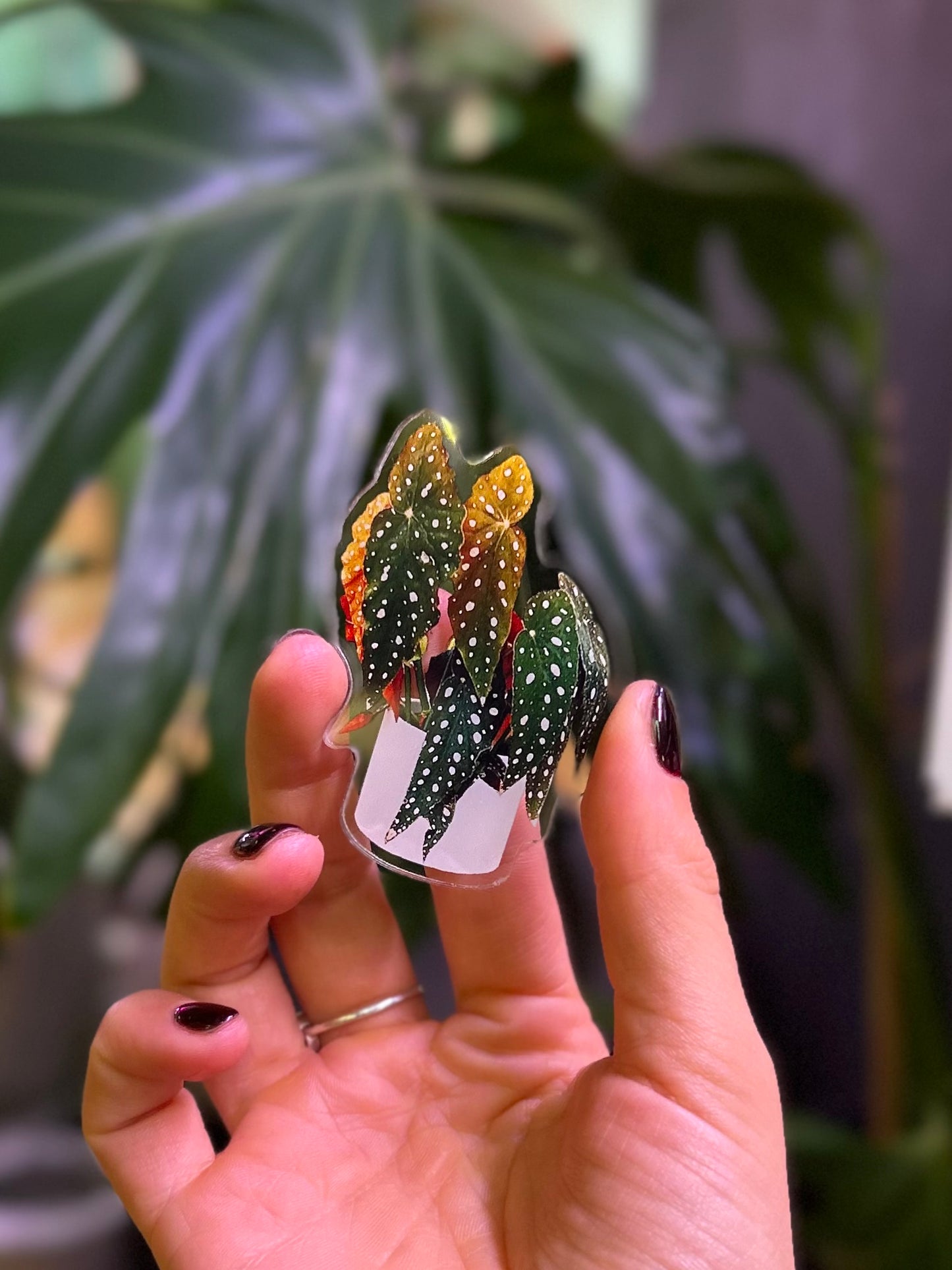 Imán plantero 5x6 cm