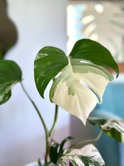 Monstera Variegada 2