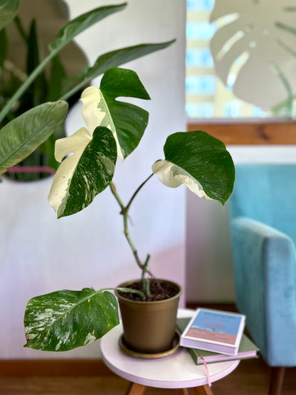 Monstera Variegada 3