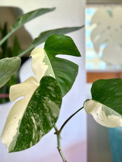 Monstera Variegada 3