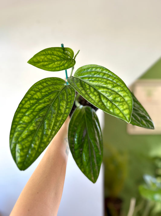 Monstera Perú o Karstenianum