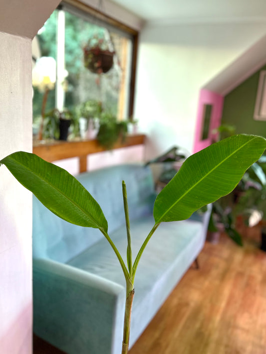 Musa Florida Verde S