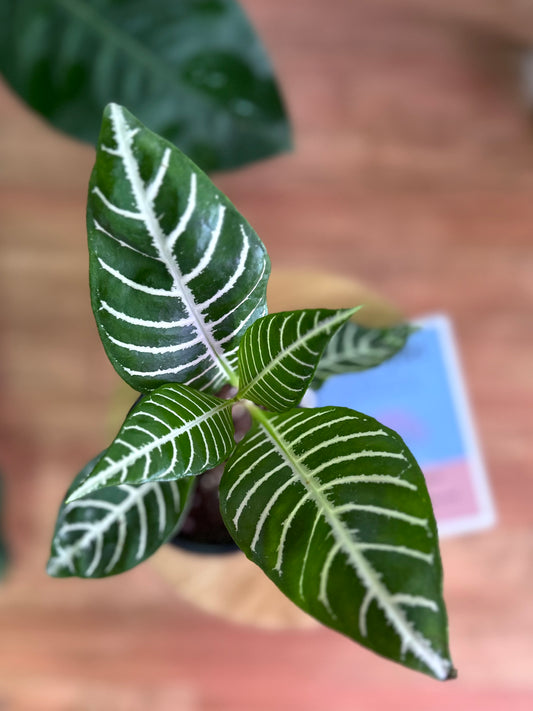 Aphelandra Squarrosa - Planta Cebra