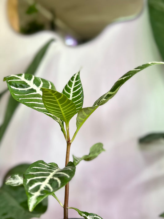 Aphelandra Squarrosa - Planta Cebra