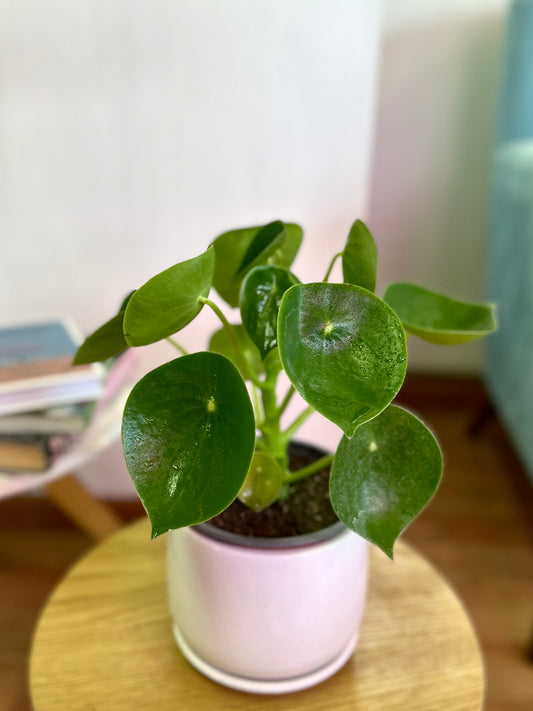 Peperomia Polybotrya - Cucharita