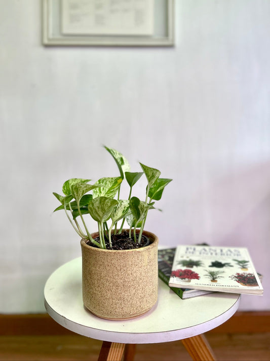 Potus Variegada o Epipremnum Aureum Marble Queen