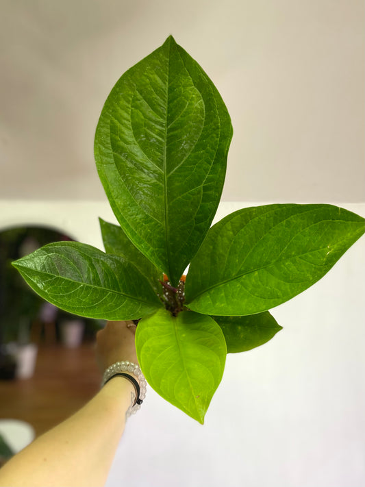 Anthurium Jenmanii