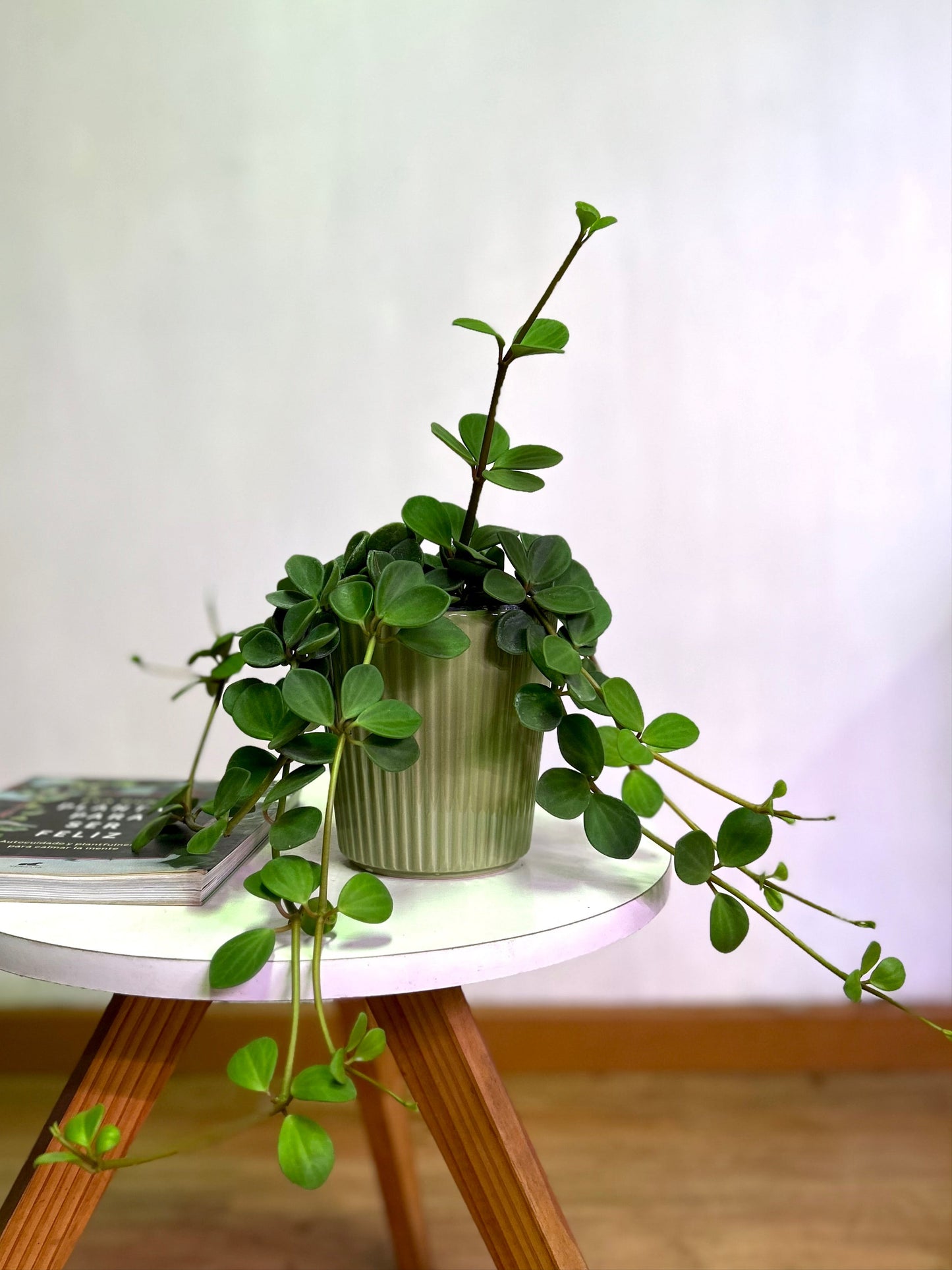 Peperomia Tetraphylla Hope