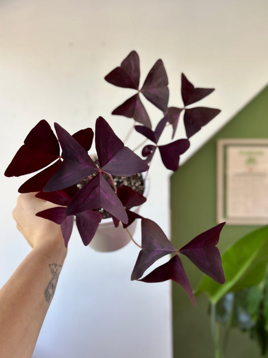 Oxalis Triangularis