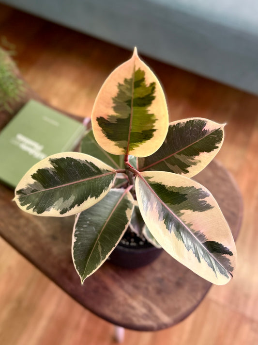 Ficus Elástica Tineke - Gomero