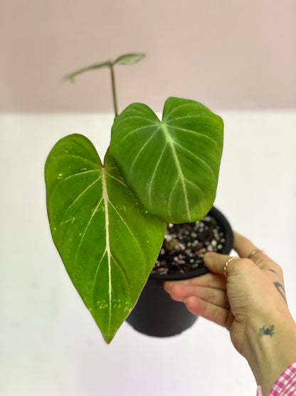 Filodendro Gloriosum