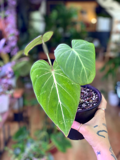 Filodendro Gloriosum