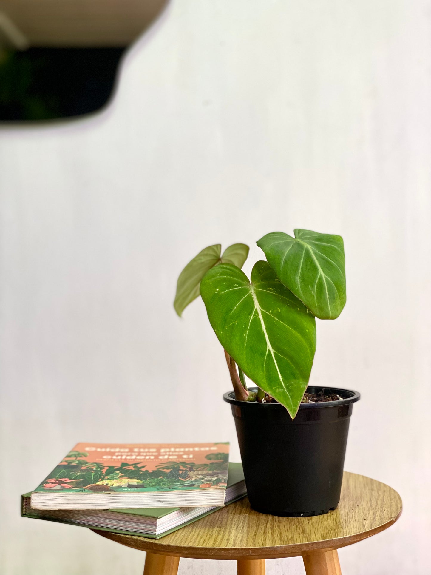 Filodendro Gloriosum