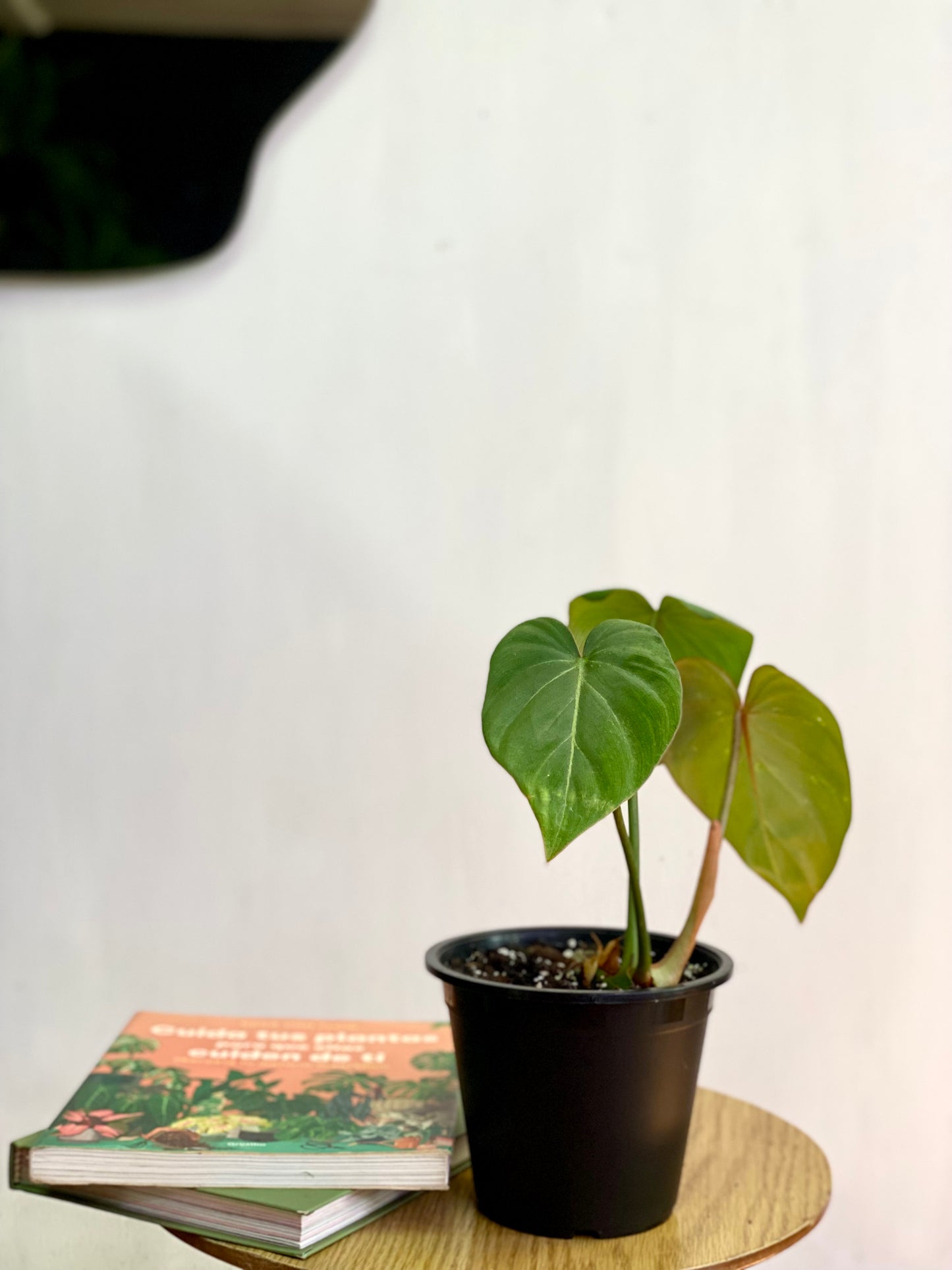 Filodendro Gloriosum