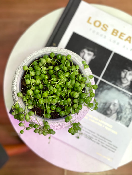 Senecio Rowleyanus - Collar De Perlas o Rosario