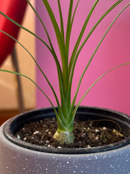 Beaucarnea recurvata o "Pata de elefante"