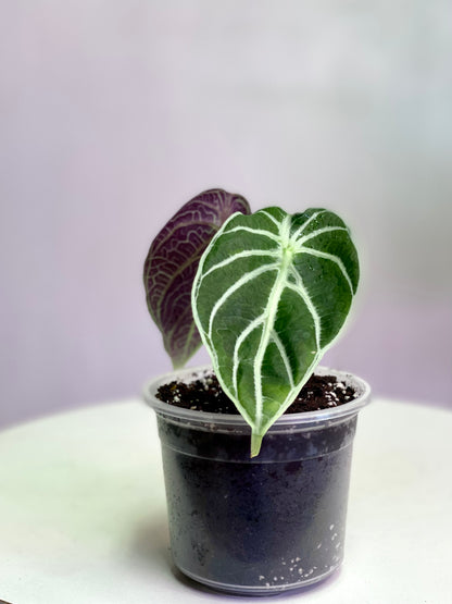 Alocasia Watsoniana