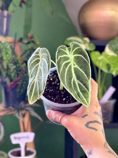 Alocasia Watsoniana