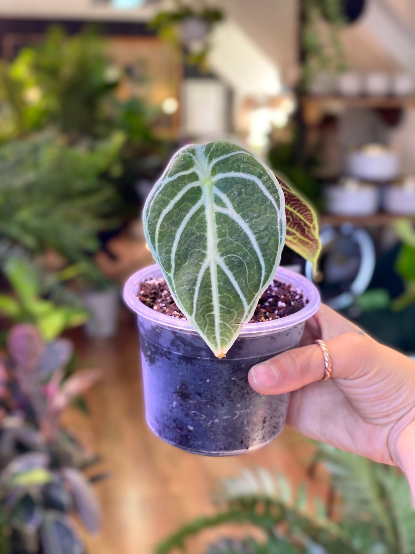 Alocasia Watsoniana