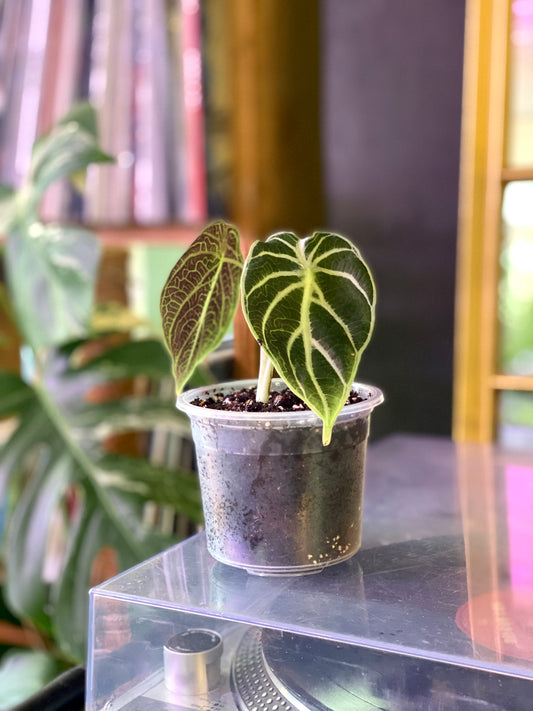 Alocasia Watsoniana