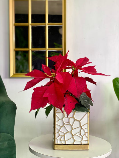 Ponsettia o Corona Inca