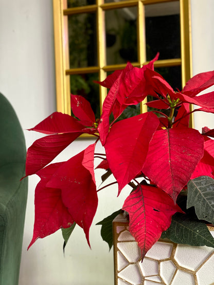 Ponsettia o Corona Inca