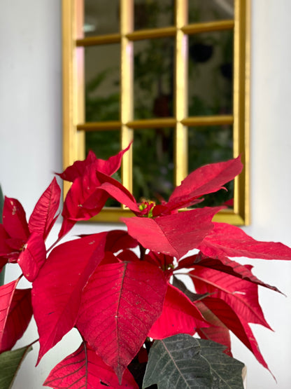 Ponsettia o Corona Inca