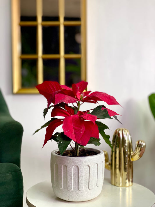 Ponsettia o Corona Inca