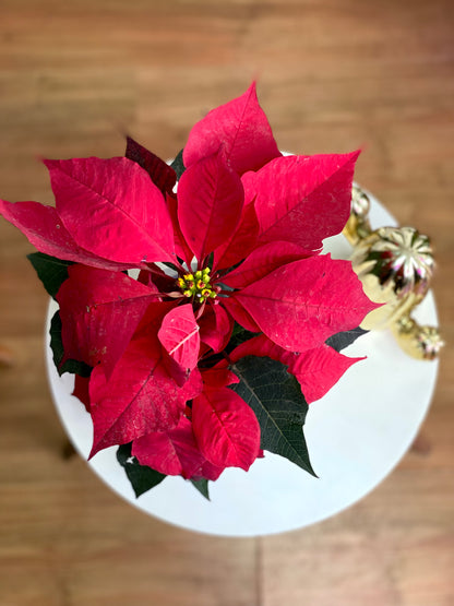 Ponsettia o Corona Inca