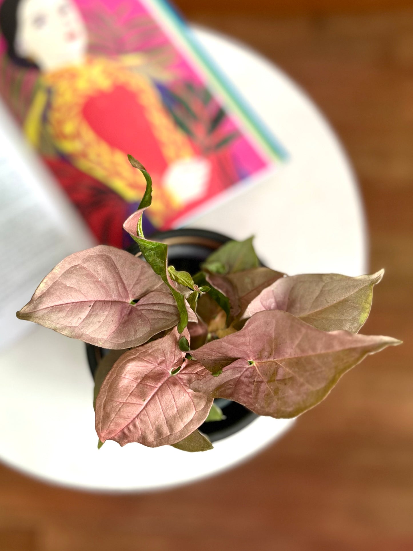Singonio Neón Robusta