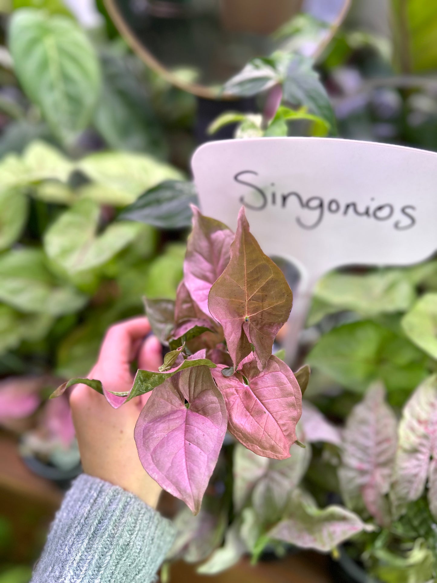 Singonio Neón Robusta