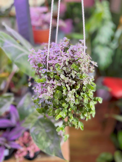 Callisia Repens Pink Lady