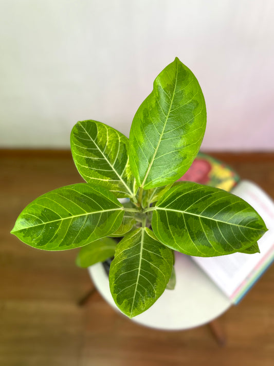Gomero Altíssima Variegado