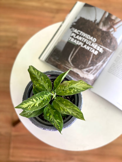 Aglaonema Camuflage o Pictum tricolor