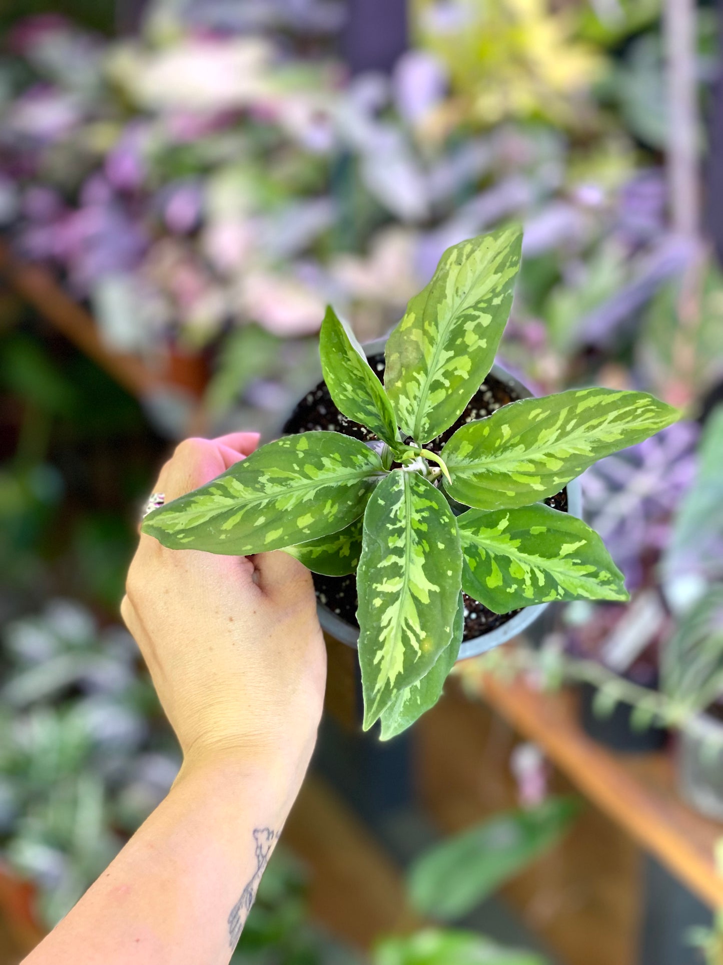 Aglaonema Camuflage o Pictum tricolor