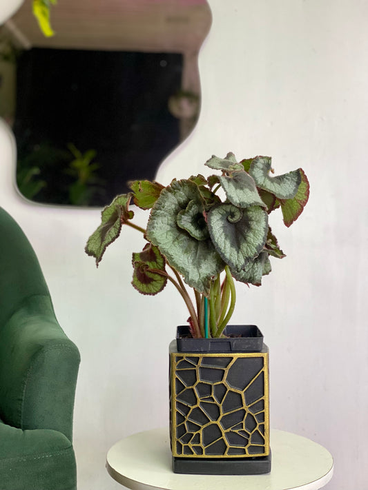 Begonia Caracol M