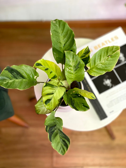 Calathea Thai Beauty M