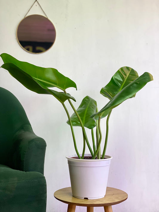 Filodendro Longifolio L