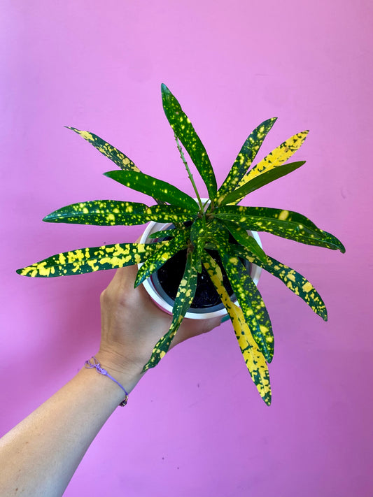 Crotón Pictum