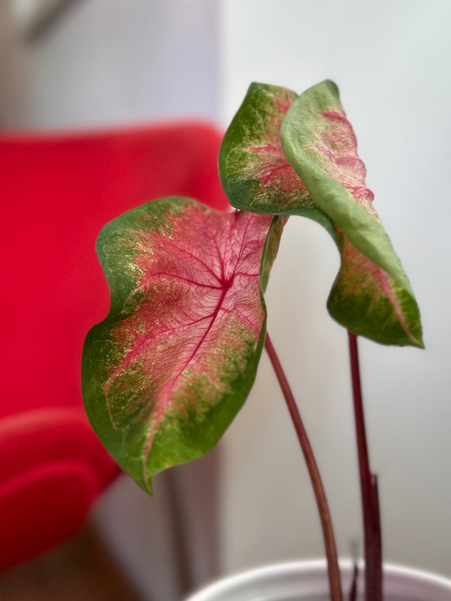 Caladium Classic Pink