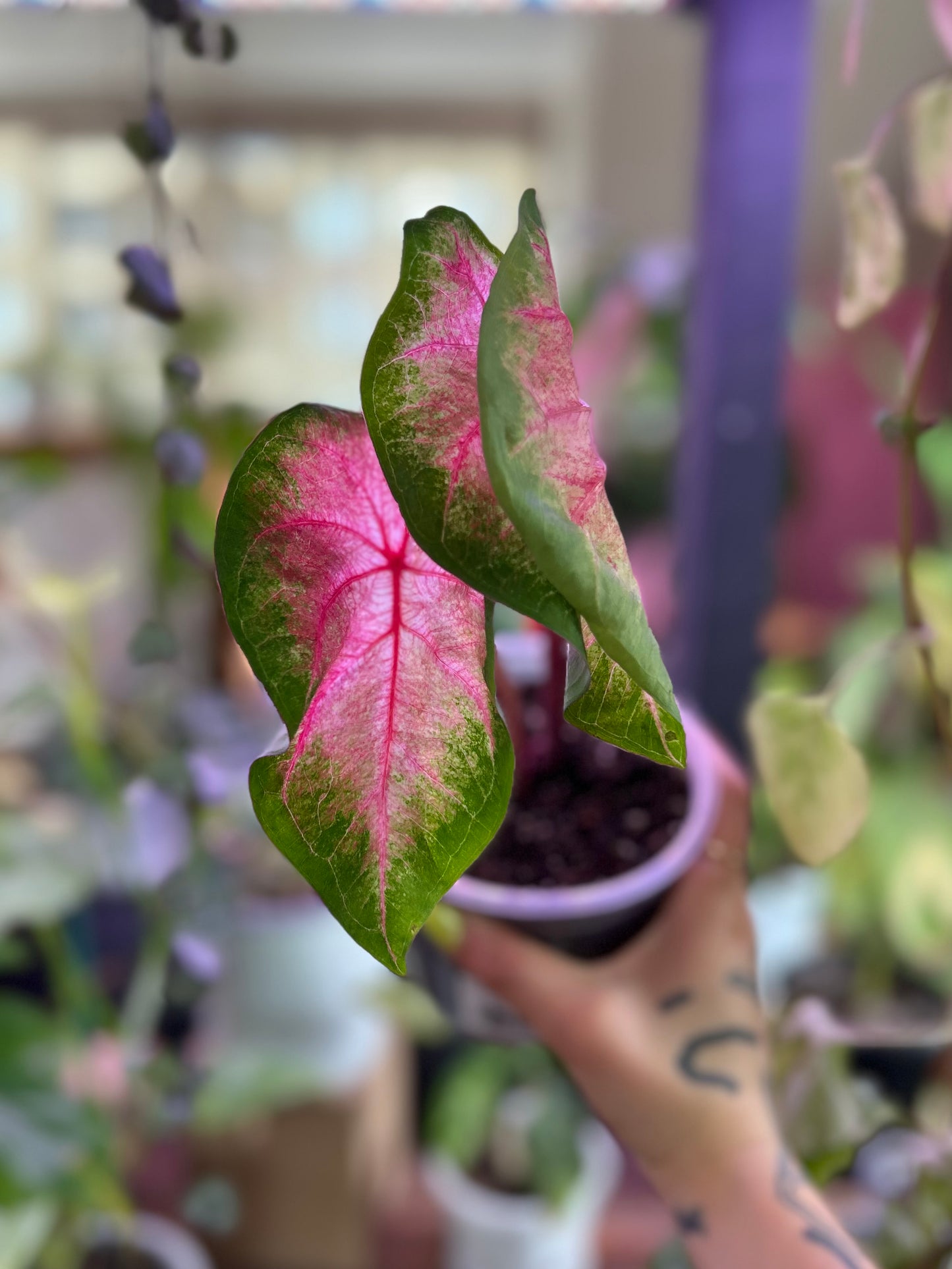 Caladium Classic Pink