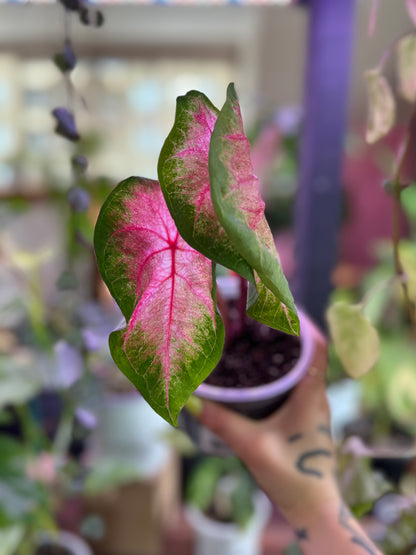 Caladium Classic Pink
