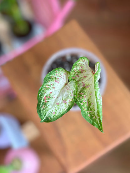 Caladium Carousel