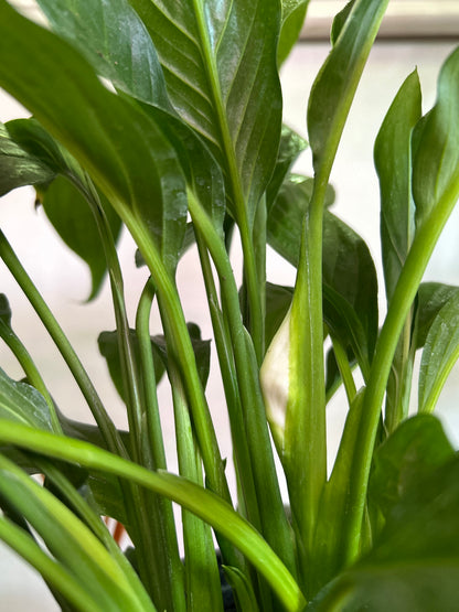 Spathiphyllum o Cuna de Moisés