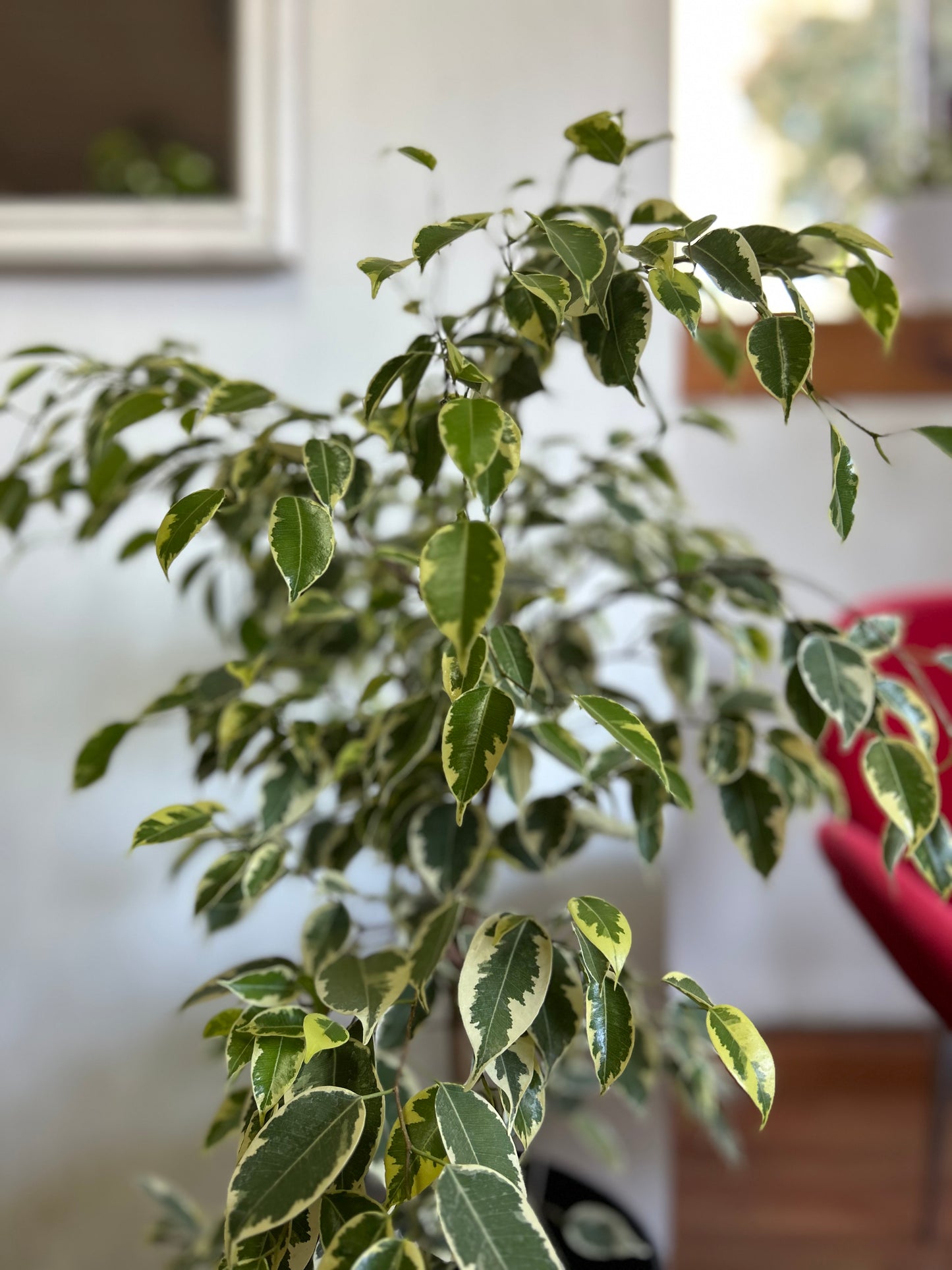 Ficus Benjamina Variegado M