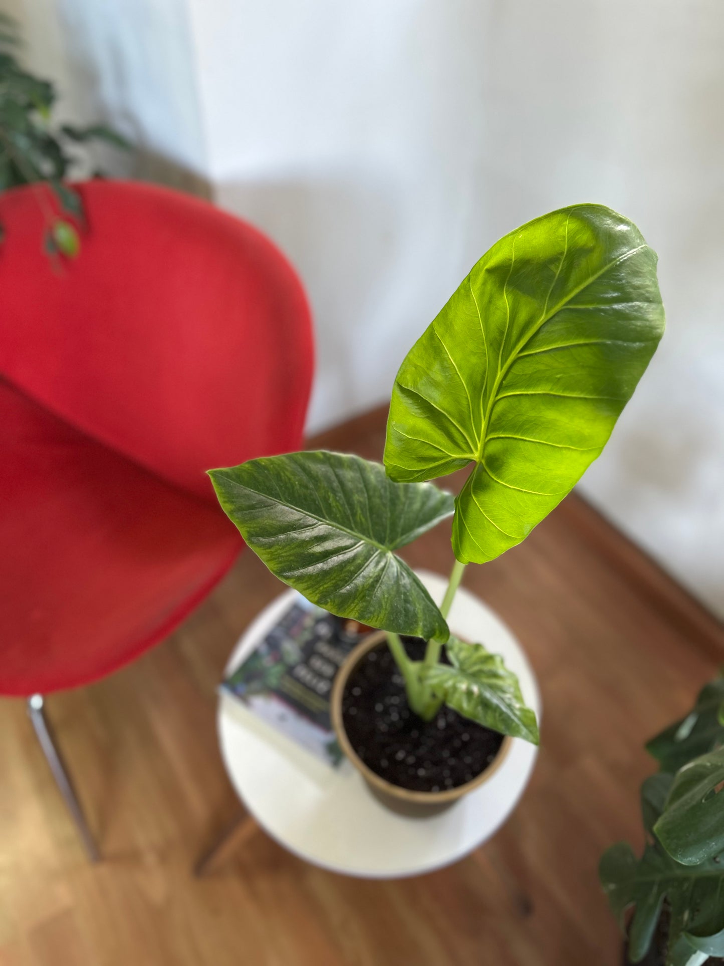 Alocasia Macrorrhiza - Manto De Eva XS