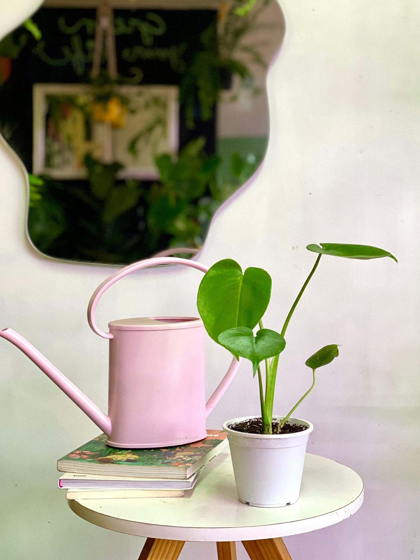 Monstera Deliciosa Extra Baby