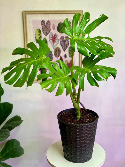 Monstera Deliciosa L