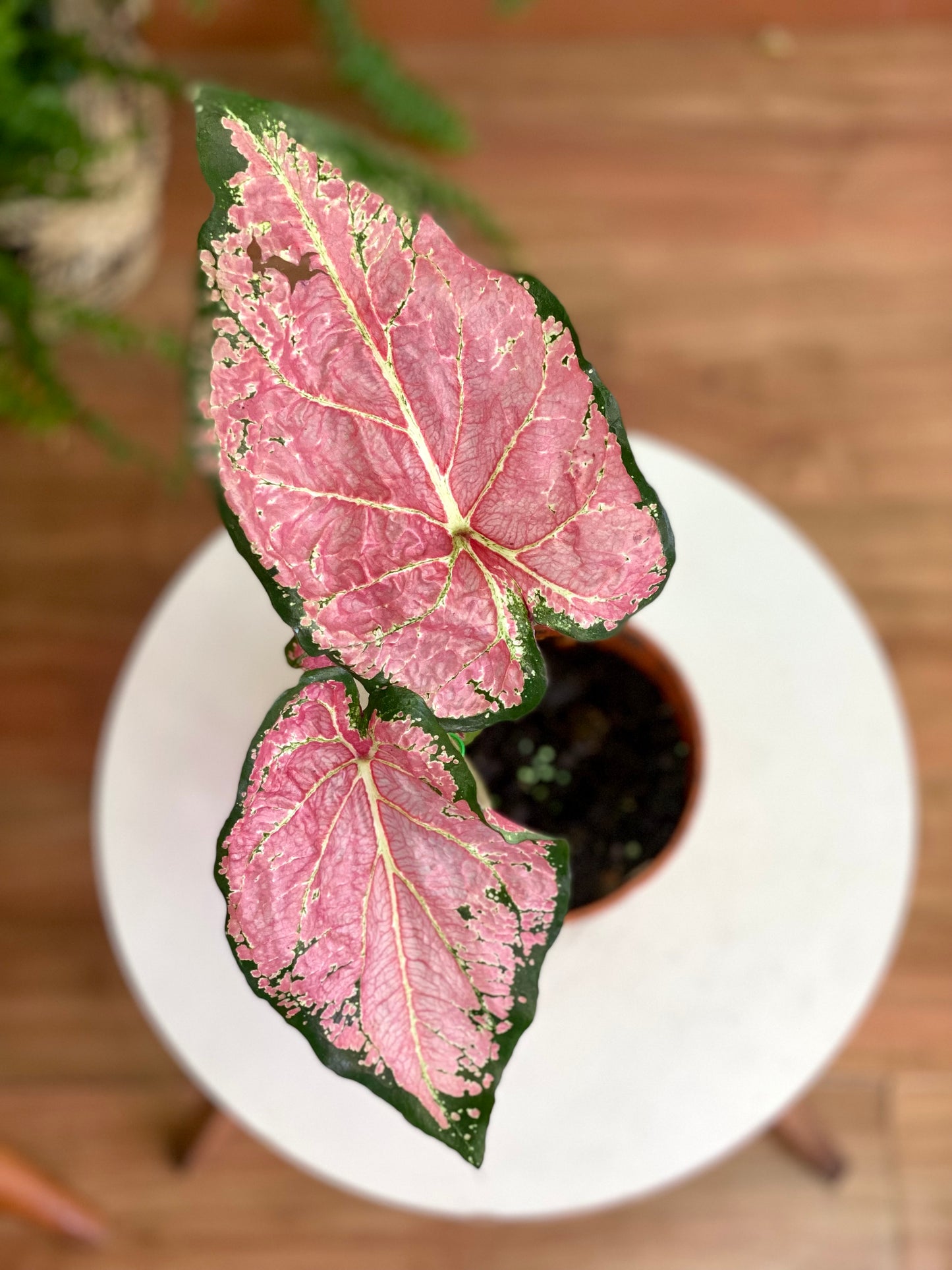 Caladium Ballet Slippers