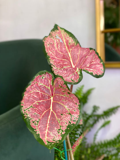 Caladium Ballet Slippers